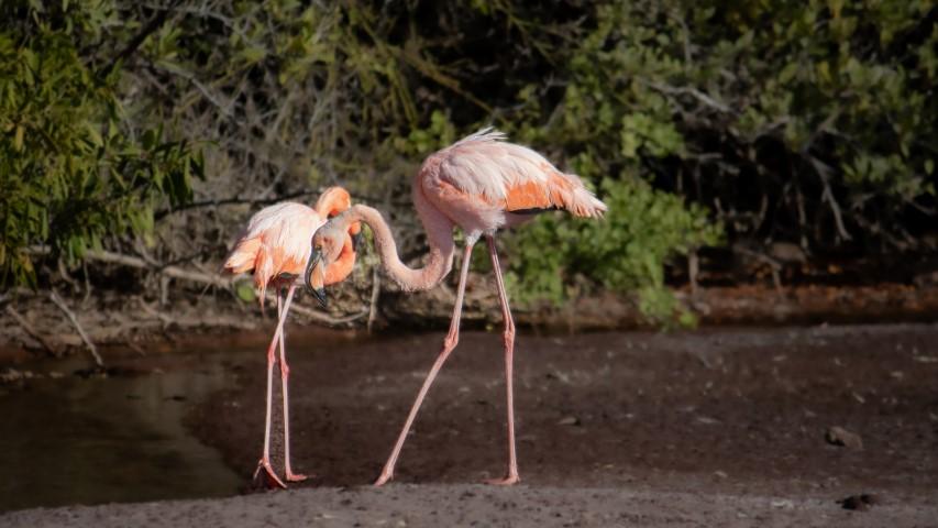Dos flamencos caminando por una laguna
