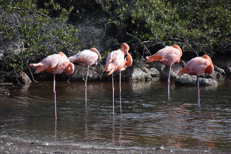 Flamencos en una laguna rodeada de manglar
