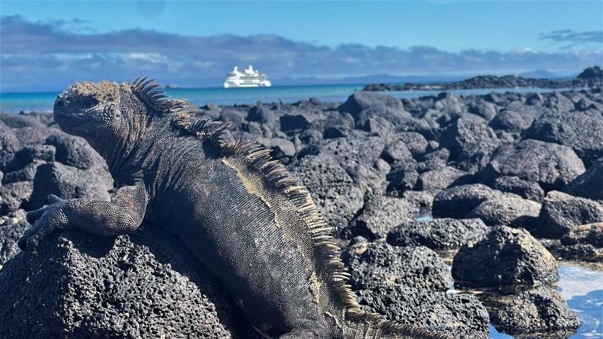 Iguana marina tomando sol sobre rocas volcánicas