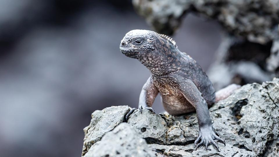 Iguana marina sobre una roca volcánica