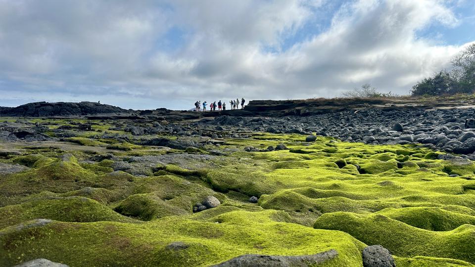 Campo de lava cubierto de vegetación verde, con caminantes a lo lejos