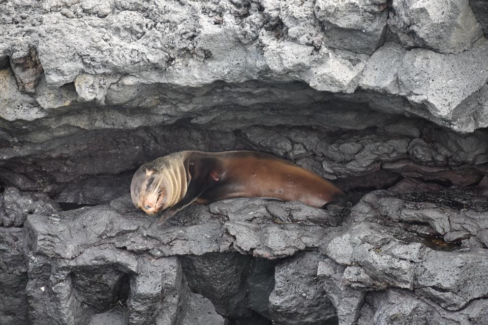 Lobo marino descansando en una cueva de roca