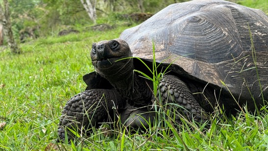 Tortuga gigante comiendo pasto en la parte alta de Santa Cruz