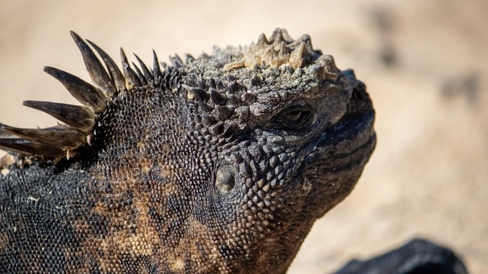 Primer plano de una iguana marina