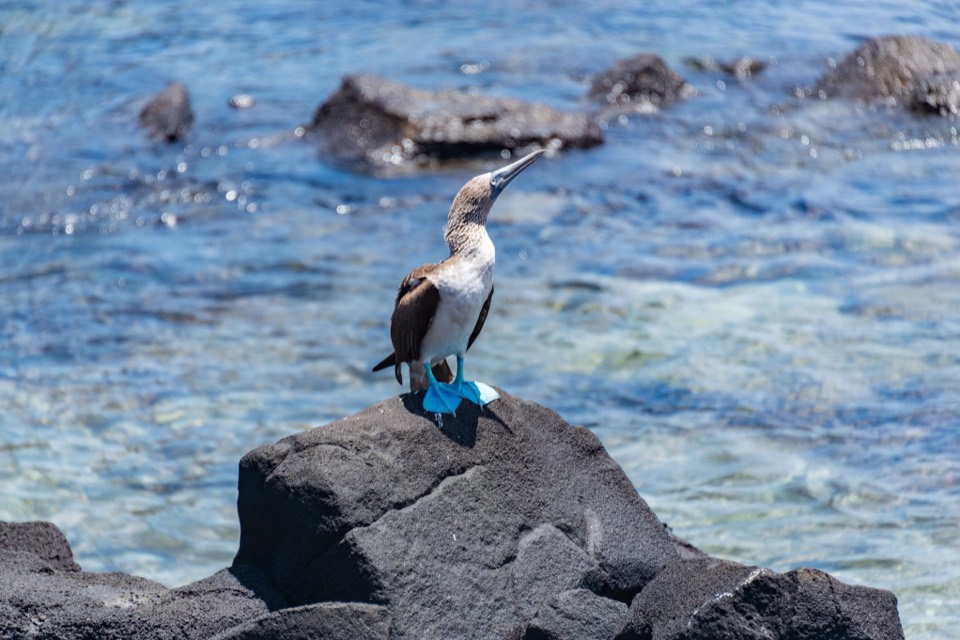 Piquero de patas azules sobre una roca volcánica junto al mar