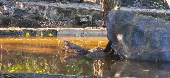 Tortuga gigante en un estanque rodeado de rocas