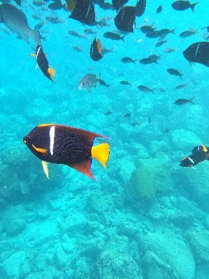 Cardumen de peces tropicales de colores bajo el agua