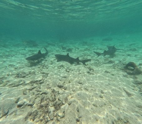 Tiburones de punta blanca descansando sobre el fondo de arena