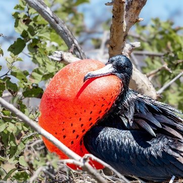 Fragata macho con el buche rojo inflado