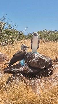 Pareja de piqueros de patas azules sobre una roca